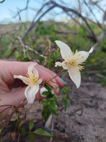 Clematis brachiata, photograph 6