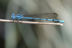 Argia fissa
