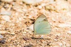 Itaballia demophile centralis