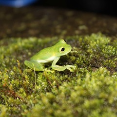 Rulyrana flavopunctata