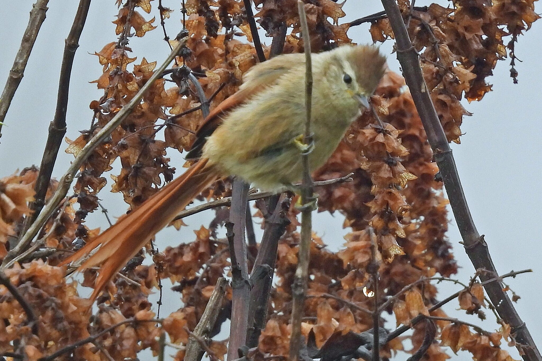 Brown-capped Tit-Spinetail (Leptasthenura fuliginiceps), photo 2