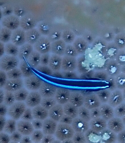 Elacatinus lobeli observed 2026-04-17