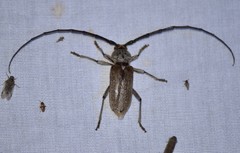 Gnaphalodes trachyderoides