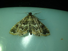 Oligostigmoides