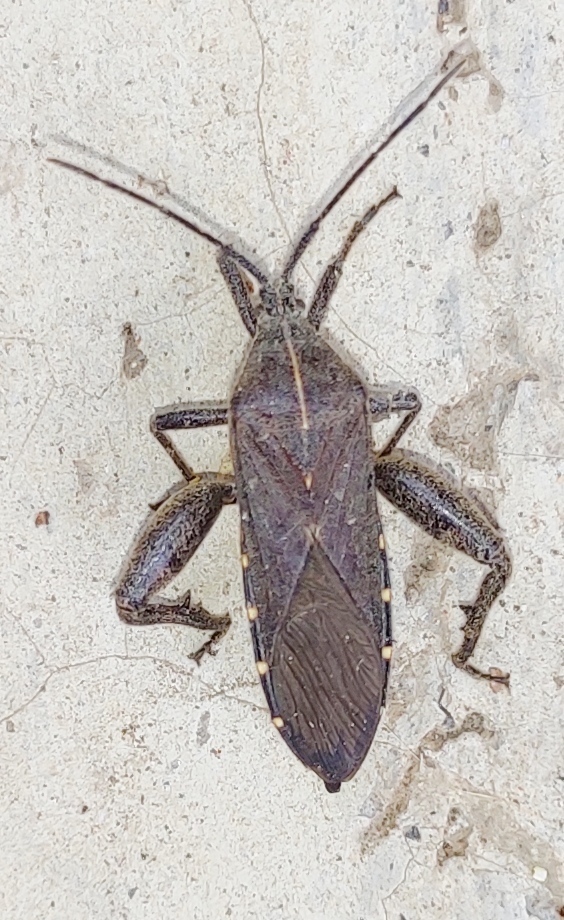 Physomerus centralis