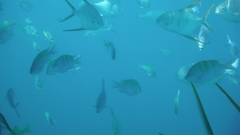 Trachinotus rhodopus