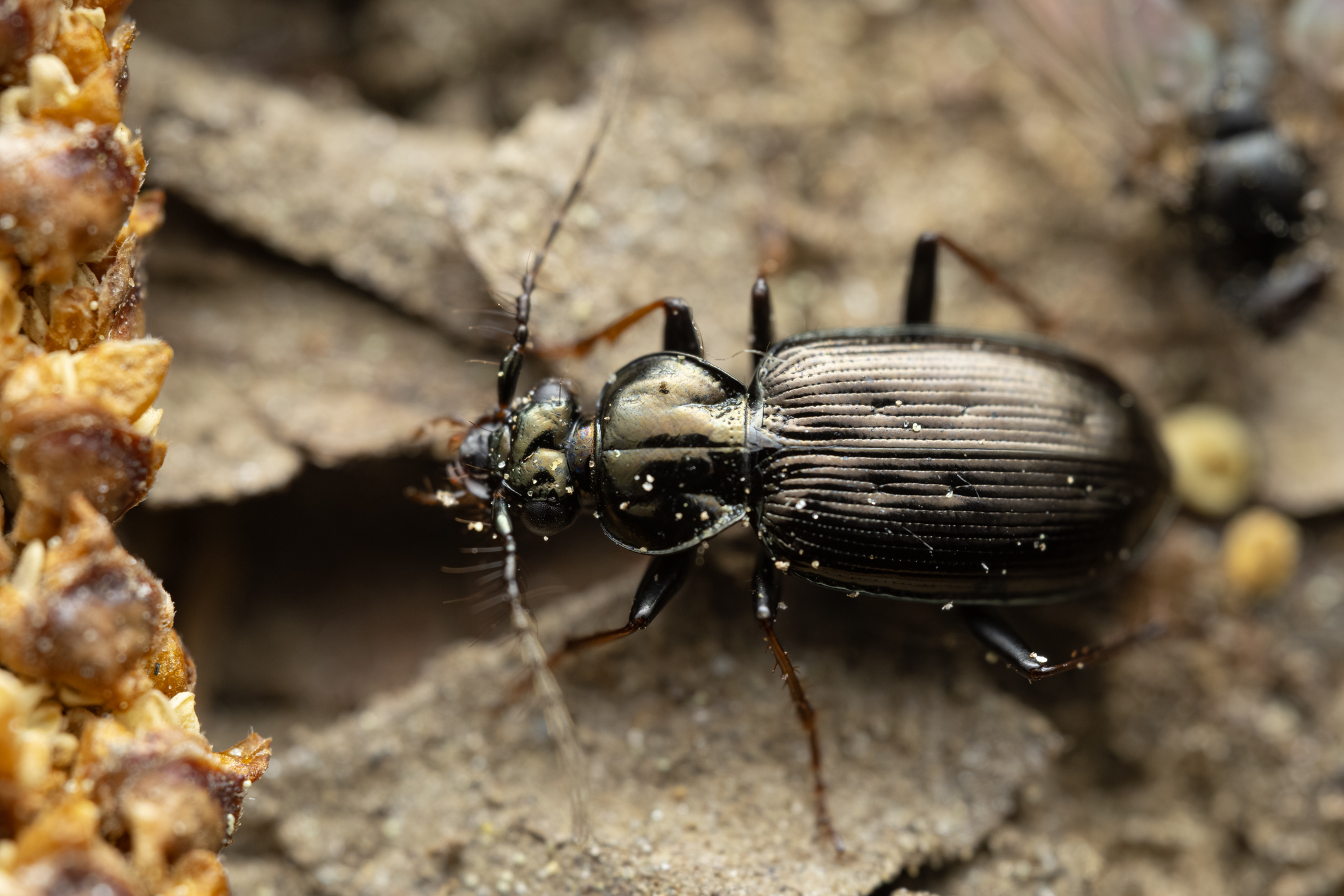 ツノヒゲゴミムシ (Loricera pilicornis) · iNaturalist
