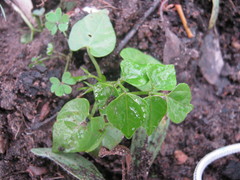 Dipogon lignosus