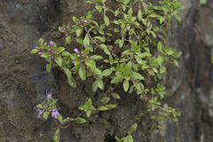 Thymus semiglaber