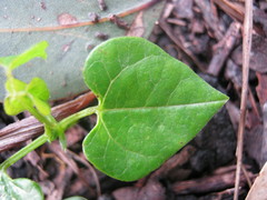Dipogon lignosus