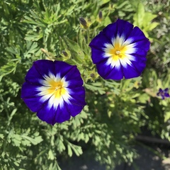Convolvulus tricolor