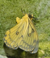 Pseudaphelia apollinaris