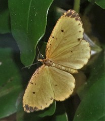 Pentila tropicalis