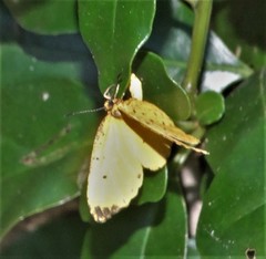 Pentila tropicalis