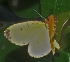 Pentila tropicalis