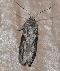 Chionodes mediofuscella