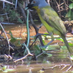 Malaconotus blanchoti