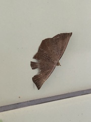 Plesiomorpha punctilinearia