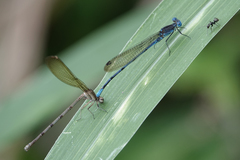Argia fissa