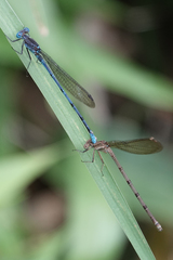 Argia fissa