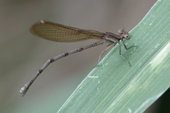 Argia fissa