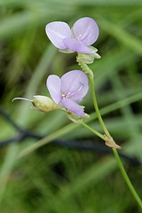 Murdannia gigantea