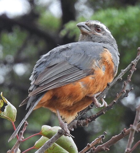 Rufous-bellied Mountain Tanager (Pseudosaltator rufiventris), photo 2