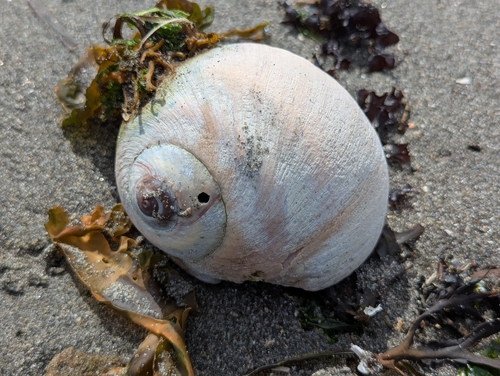 Neverita lewisii