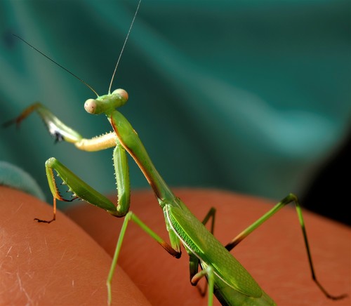 Photo of False Garden Mantis (Pseudomantis albofimbriata)