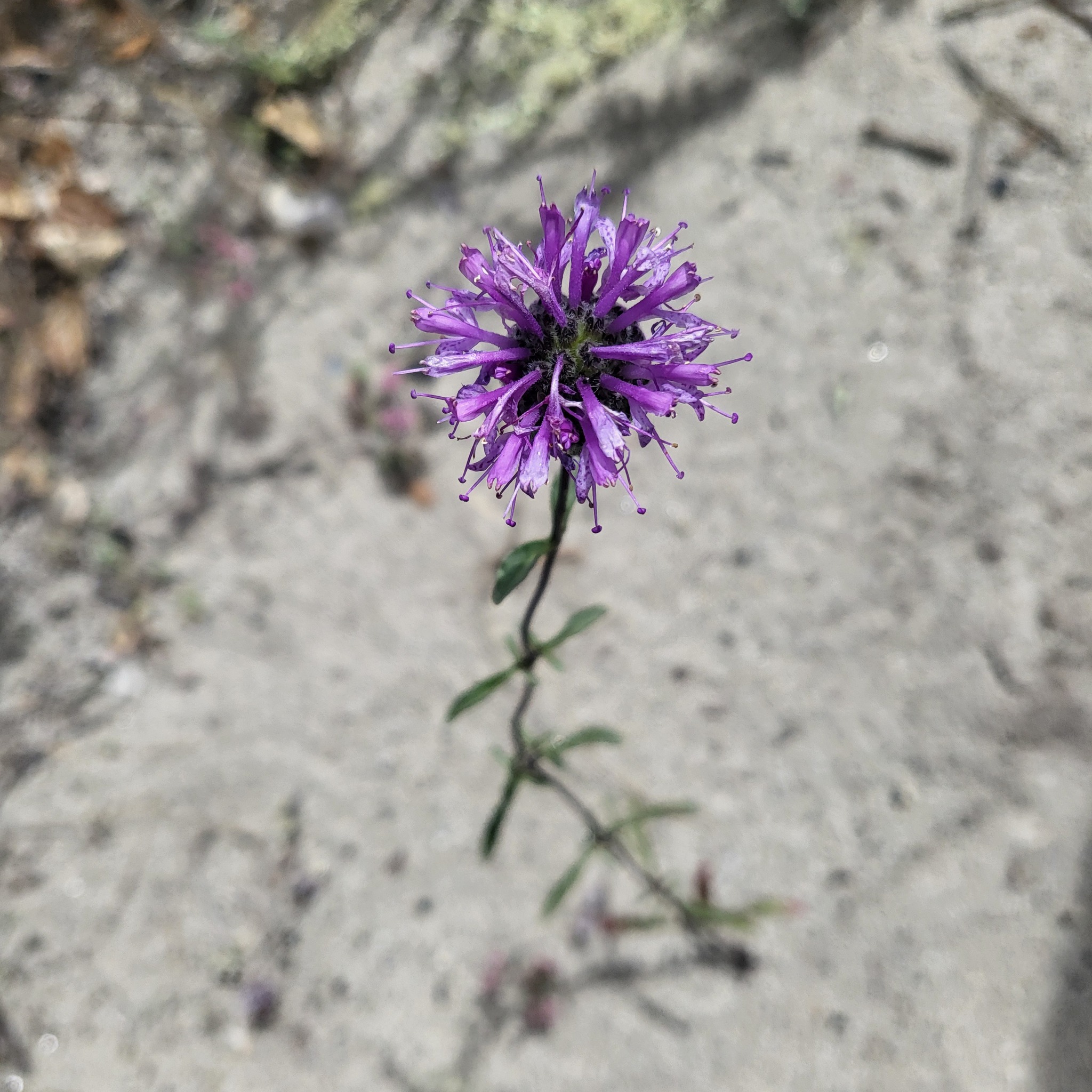 Imagem de Monardella sinuata