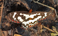 Pterothysanus laticilia