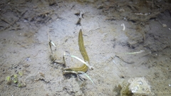 Whitmania pigra