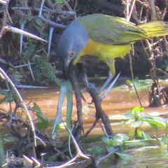 Malaconotus blanchoti