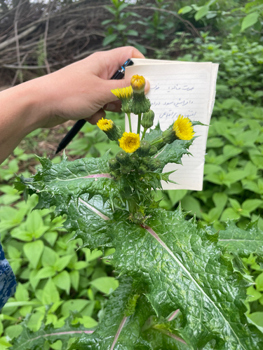 prickly sowthistle