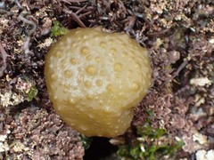 Colpomenia tuberculata