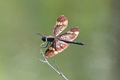 Rhyothemis princeps