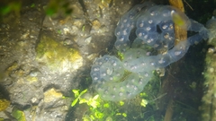 Hynobius quelpaertensis