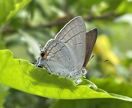 Common Hairstreak