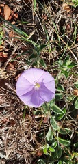 Convolvulus sabatius