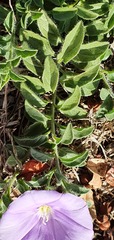 Convolvulus sabatius
