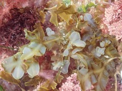 Dictyopteris undulata