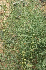 Asparagus angulofractus