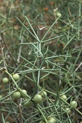 Asparagus angulofractus