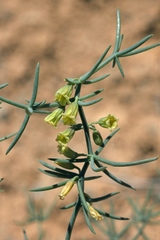 Asparagus angulofractus
