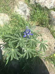 Lupinus pilosus