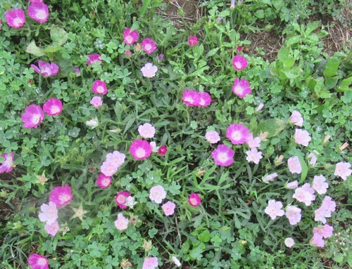 Callirhoe involucrata