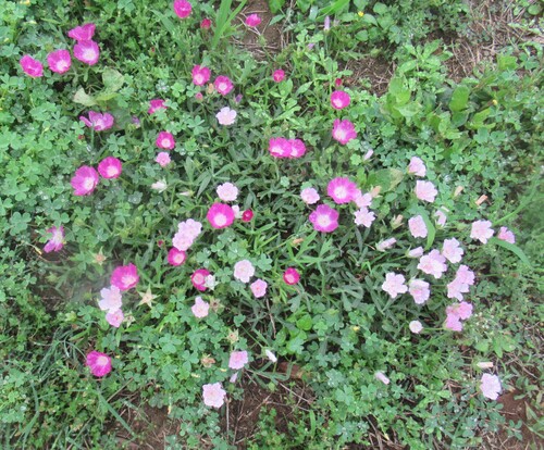 Callirhoe involucrata