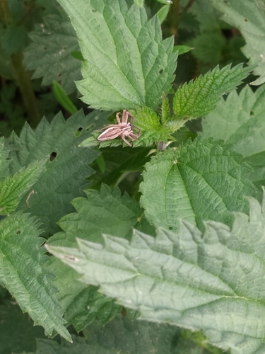 European Nursery Web spider