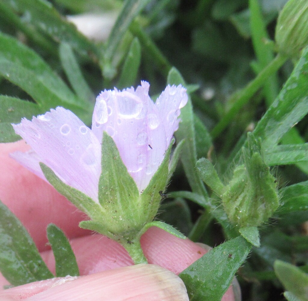 Callirhoe involucrata, 8870 US-77, Lexington, Lee Co, TX USA