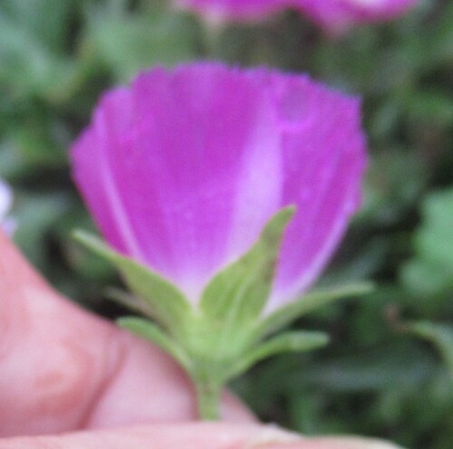 Callirhoe involucrata